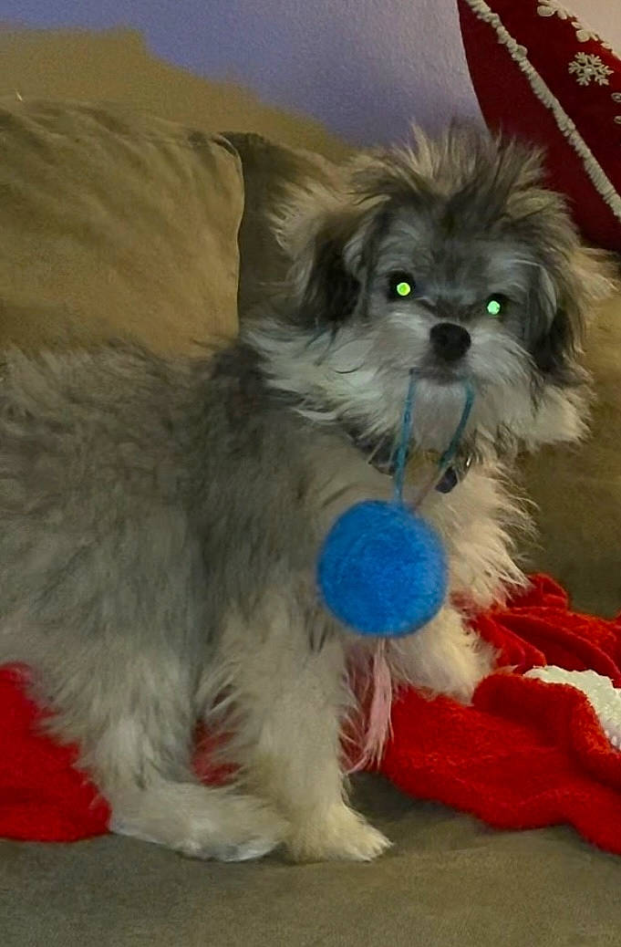 Nina is registered to the contest to win money with this photo: canidae, carnivore, companion_dog, dog, dog_breed, dog_supply, fawn, felidae, fur, liver, non_sporting_group, paw, pet_supply, puppy, snout, sporting_group, tail, toy_dog, whiskers, working_animal