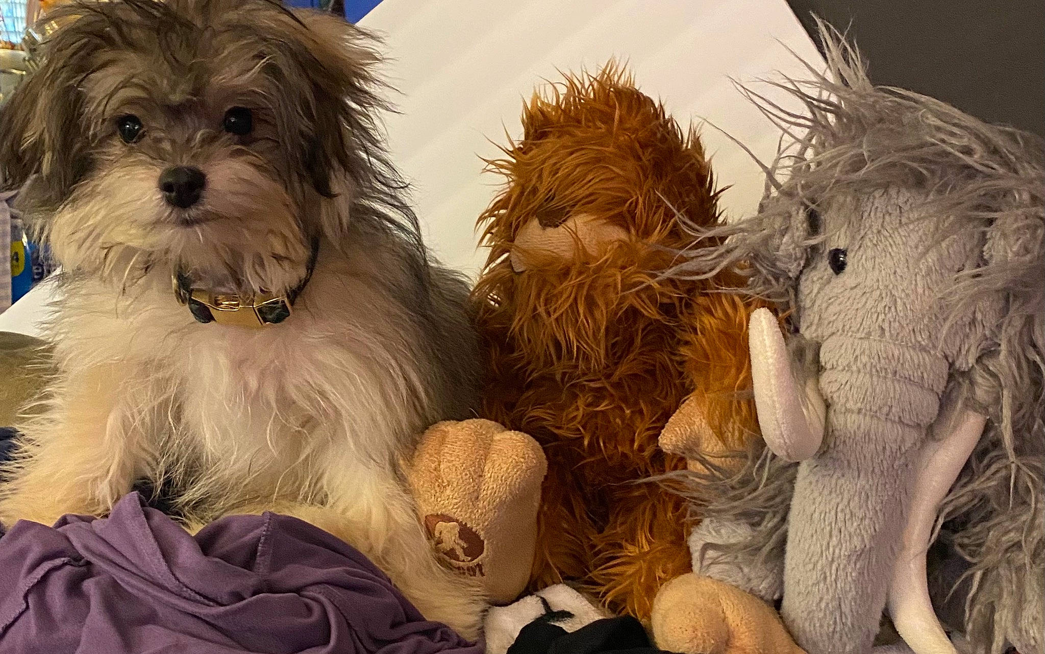 Nina joined the competition — help win amazing prizes! art, biewer_terrier, carnivore, companion_dog, dog, dog_breed, dog_supply, fawn, fictional_character, fur, non_sporting_group, paw, pet_supply, small_terrier, snout, sporting_group, terrier, toy, toy_dog, working_animal