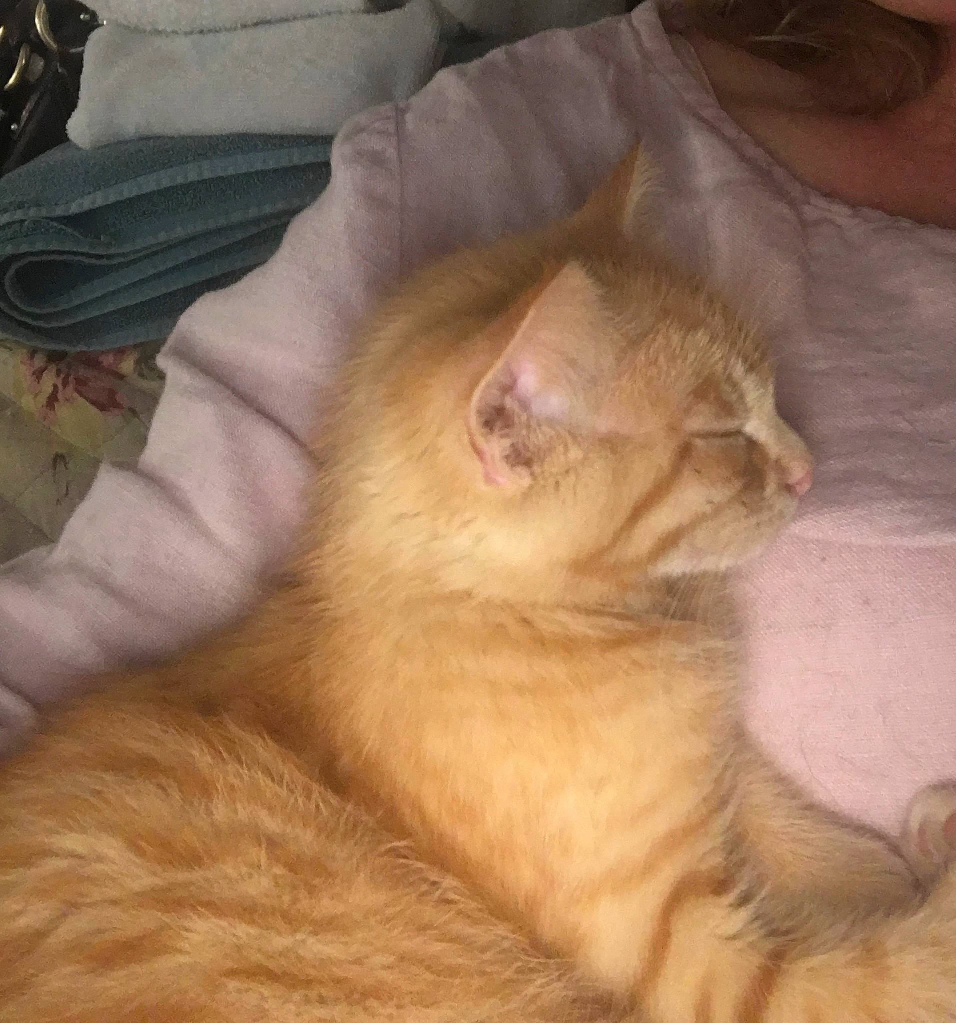 Curry joined the competition — help win amazing prizes! carnivore, cat, claw, comfort, domestic_short_haired_cat, ear, eye, fawn, felidae, fur, head, nap, paw, sleep, small_to_medium_sized_cats, snout, tail, terrestrial_animal, whiskers, wrinkle