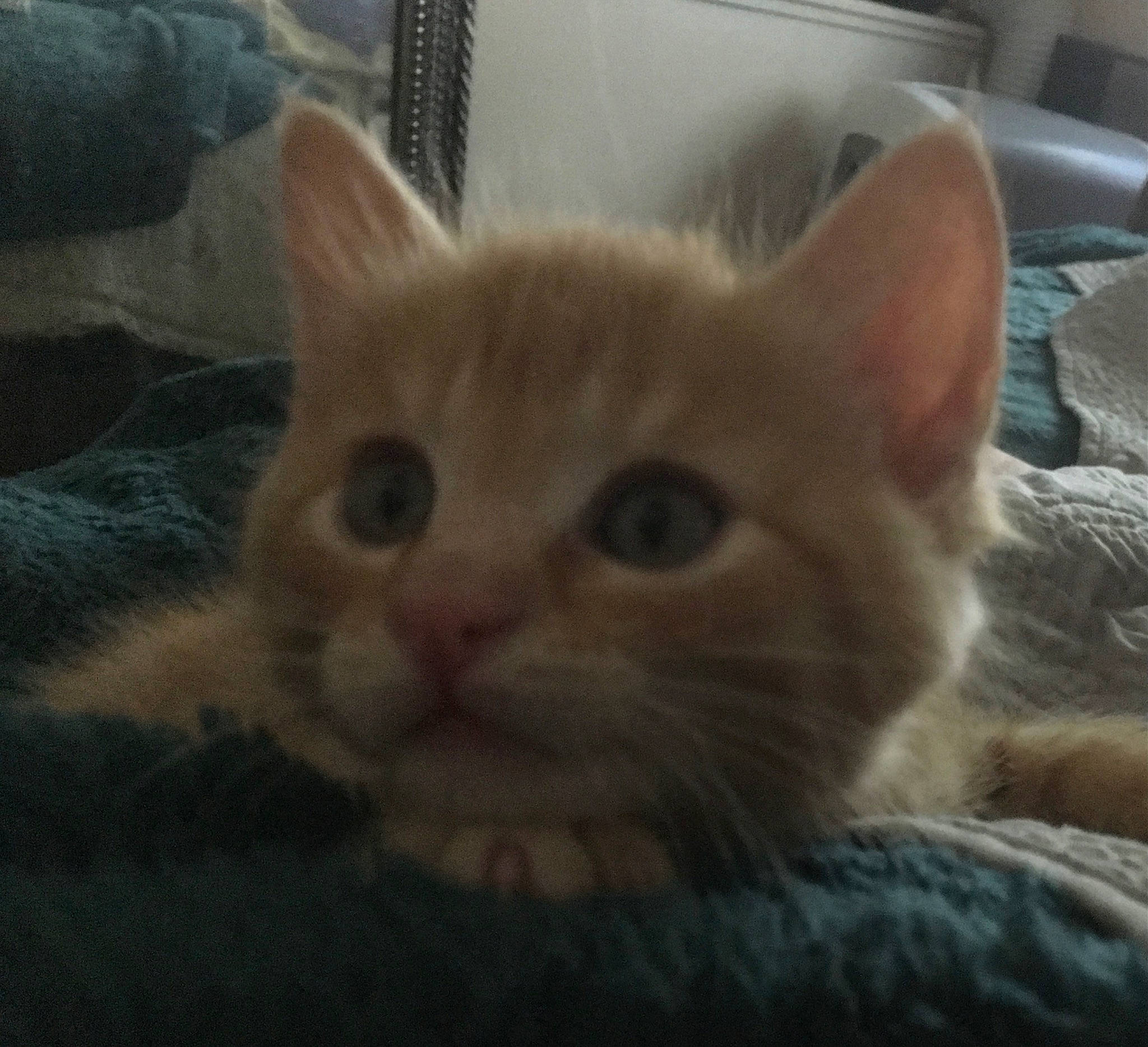 Curry joined the competition — help win amazing prizes! carnivore, cat, comfort, domestic_short_haired_cat, fawn, felidae, fur, paw, photo_caption, small_to_medium_sized_cats, snout, terrestrial_animal, whiskers