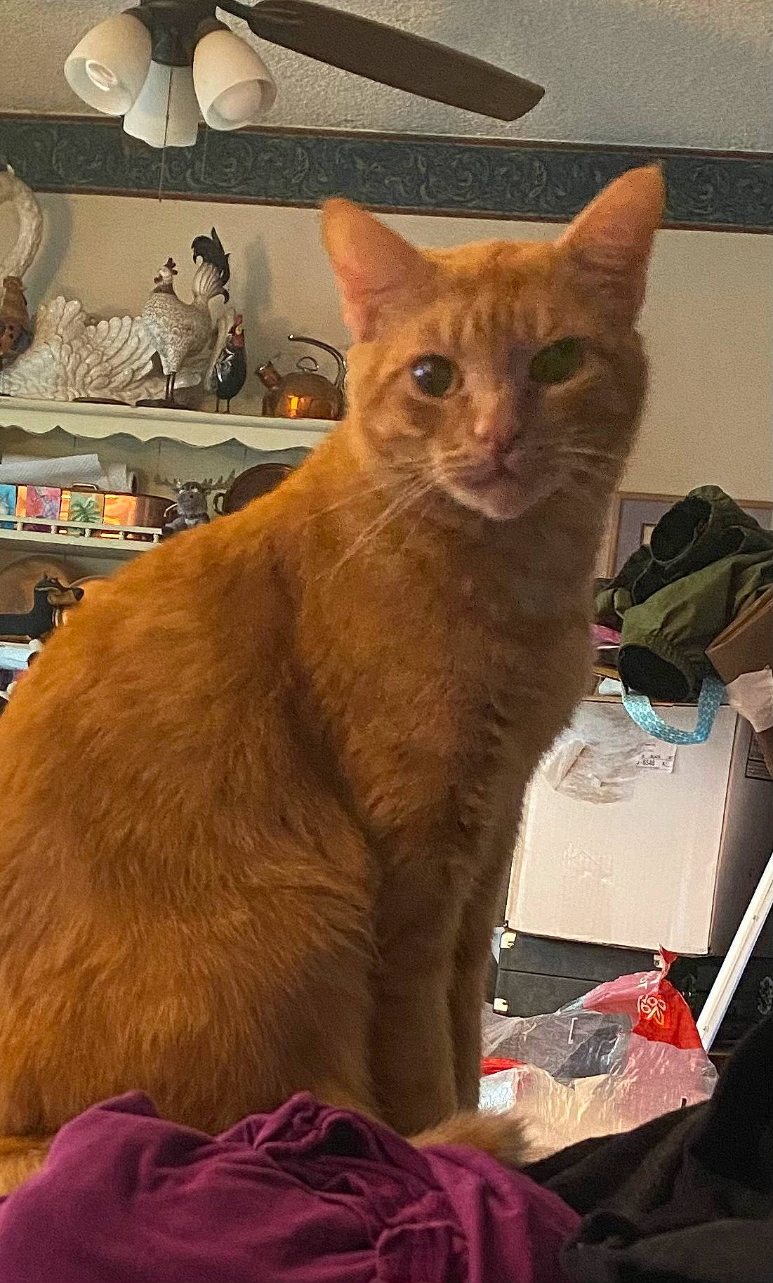 Curry is registered to the contest to win money with this photo: box, carnivore, cat, claw, comfort, domestic_short_haired_cat, fawn, felidae, fur, shelf, shipping_box, small_to_medium_sized_cats, snout, tail, terrestrial_animal, whiskers