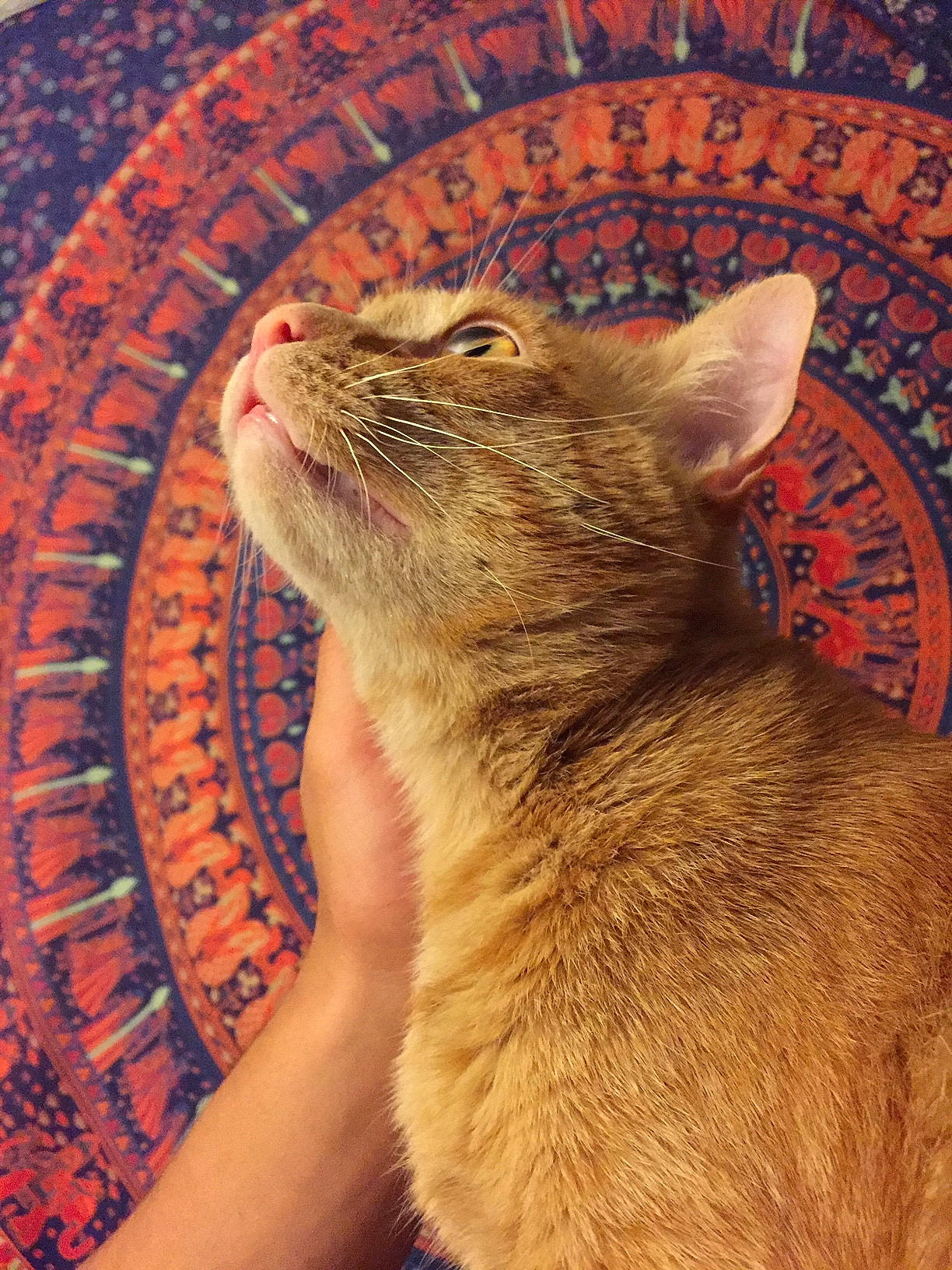 Curry joined the competition — help win amazing prizes! art, carnivore, cat, circle, claw, domestic_short_haired_cat, fawn, felidae, flooring, fur, paw, small_to_medium_sized_cats, snout, tail, terrestrial_animal, whiskers, wildlife, window, wood