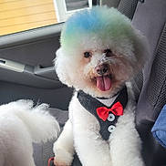 Thor joined the competition — help win amazing prizes! dog, fluffy, white, car_seat, colorful_hair, blue, green, bow_tie, vest, tongue_out, pet, happy, leash, water_bottle, car_interior, window, reflection, seat_belt, cute, animal