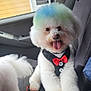 dog, fluffy, white, car_seat, colorful_hair, blue, green, bow_tie, vest, tongue_out, pet, happy, leash, water_bottle, car_interior, window, reflection, seat_belt, cute, animal