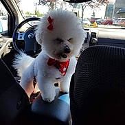 Thumbelina joined the competition — help win amazing prizes! dog, white_dog, fluffy, bow, bandana, car_interior, center_console, steering_wheel, parking_lot, sunlight, window, rearview_mirror, seat, dashboard, pet, cute, domestic_animal, vehicle, transportation, small_dog