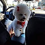 dog, white_dog, fluffy, bow, bandana, car_interior, center_console, steering_wheel, parking_lot, sunlight, window, rearview_mirror, seat, dashboard, pet, cute, domestic_animal, vehicle, transportation, small_dog