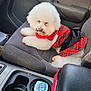 Thumbelina joined the competition — help win amazing prizes! dog, white_dog, fluffy, car_interior, car_seat, red_leash, plaid_outfit, pet, companion_animal, seat_cushion, cup_holder, leash, resting, cute, small_dog, indoor, vehicle, door_handle, window, fabric