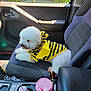 Thumbelina is registered to the contest to win money with this photo: dog, pet, costume, bee_costume, car_interior, car_seat, fluffy, white_dog, sunlight, window, cup_holder, drink, prescription_bottle, seatbelt, dashboard, car_door, leisure, relaxing, cute, animal