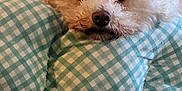 Thumbelina is registered to the contest to win money with this photo: dog, bichon_frise, fluffy, white_dog, pillow, checkered_pattern, couch, blanket, resting, indoor, pet, cozy, closeup, fur, snout, nose, relaxed, soft, domestic_animal, companion