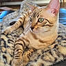 cat, feline, pet, animal, domestic_cat, resting, leopard_print, blanket, cozy, green_eyes, striped, spotted, ears, whiskers, living_room, furniture, vintage, stereo, relaxing, soft