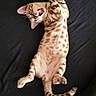 Sugar a rejoint le concours — aidez-le/la à gagner de superbes lots ! cat, spotted_cat, playful, bed, black_bedspread, yellow_hearts, lying_down, paws_up, mouth_open, whiskers, tail, ears, fur, pet, animal, domestic_cat, striped, cute, indoor, resting