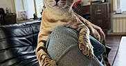 Sugar a rejoint le concours — aidez-le/la à gagner de superbes lots ! cat, bengal_cat, green_eyes, pet, indoor, living_room, sofa, television, furniture, jeans, person, paw, curious, relaxed, home, domestic_animal, striped, animal, mammal, cute