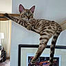 Sugar participe au concours pour gagner de l'argent avec cette photo : cat, indoor, wall, hammock, shelf, lounging, spotted, feline, relaxed, dangling_leg, framed_photo, basketball, wood_floor, lamp, furniture, home, living_room, pet, animal, calm