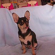 Tchiko participe au concours pour gagner de l'argent avec cette photo :