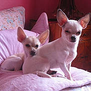 Kitty participe au concours pour gagner de l'argent avec cette photo :