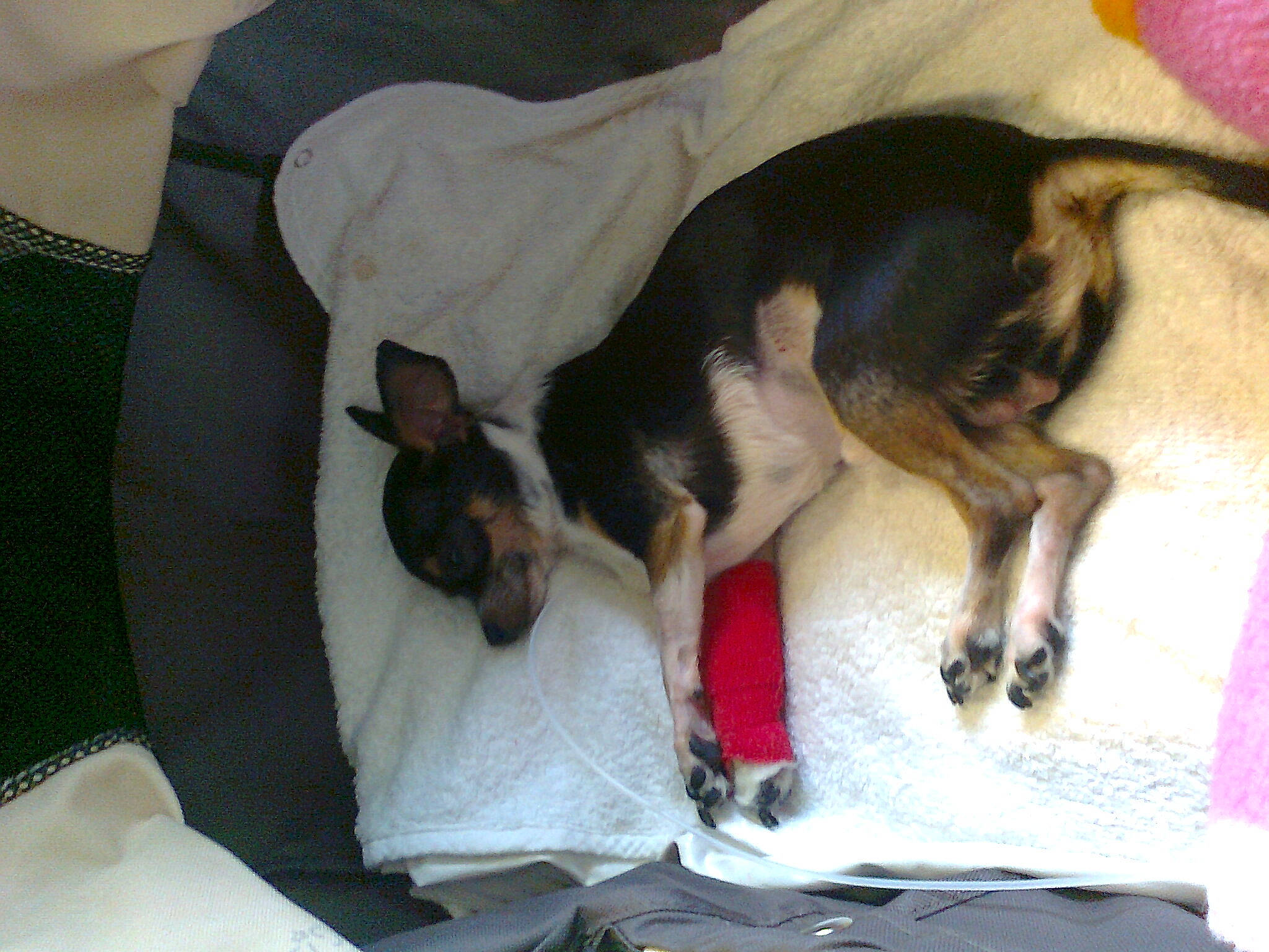 Diva a rejoint le concours — aidez-le/la à gagner de superbes lots ! beagle, carnivore, comfort, companion_dog, couch, dog, dog_bed, dog_breed, fawn, fur, guard_dog, lap, linens, paw, puppy_love, scent_hound, sporting_group, tail, toy_dog, working_animal