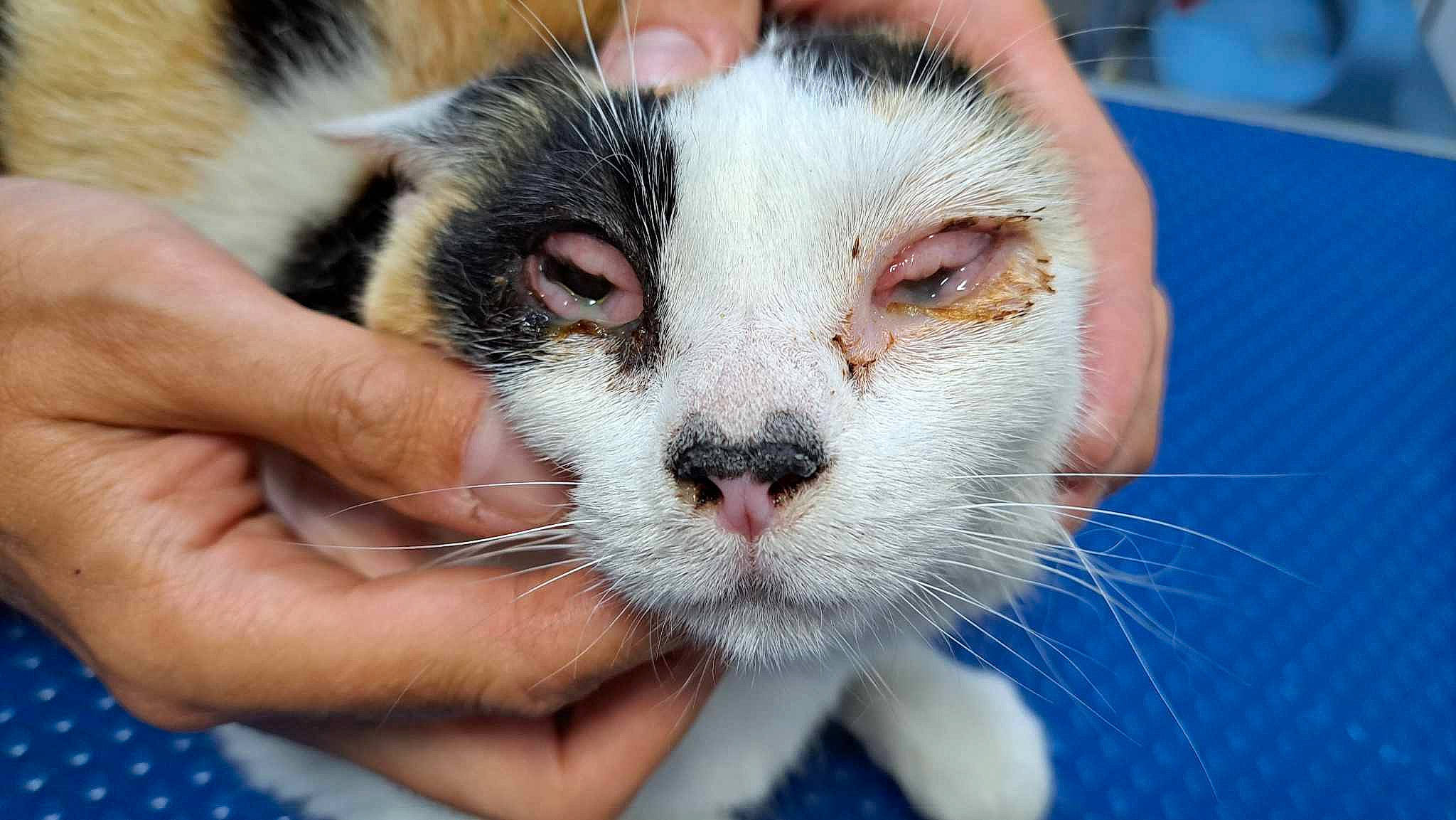 Diva a rejoint le concours — aidez-le/la à gagner de superbes lots ! carnivore, cat, domestic_short_haired_cat, felidae, fur, hand, nail, paw, small_to_medium_sized_cats, snout, whiskers