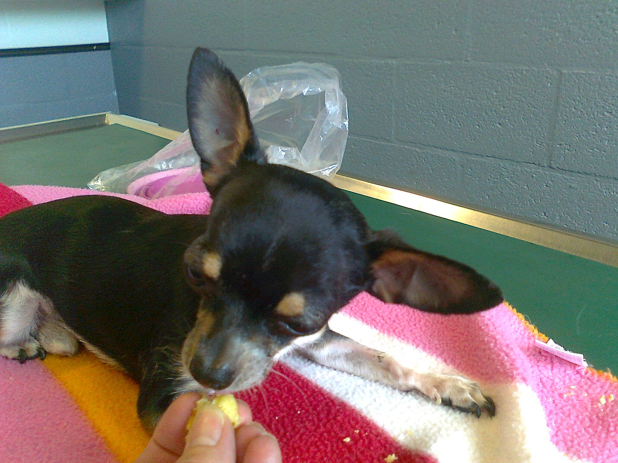 Diva participe au concours pour gagner de l'argent avec cette photo : canidae, carnivore, comfort, companion_dog, corgi_chihuahua, dog, dog_breed, dog_supply, dog_toy, ear, fawn, paw, pinscher, prazsky_krysarik, russkiy_toy, snout, sporting_group, tail, toy_dog, working_animal