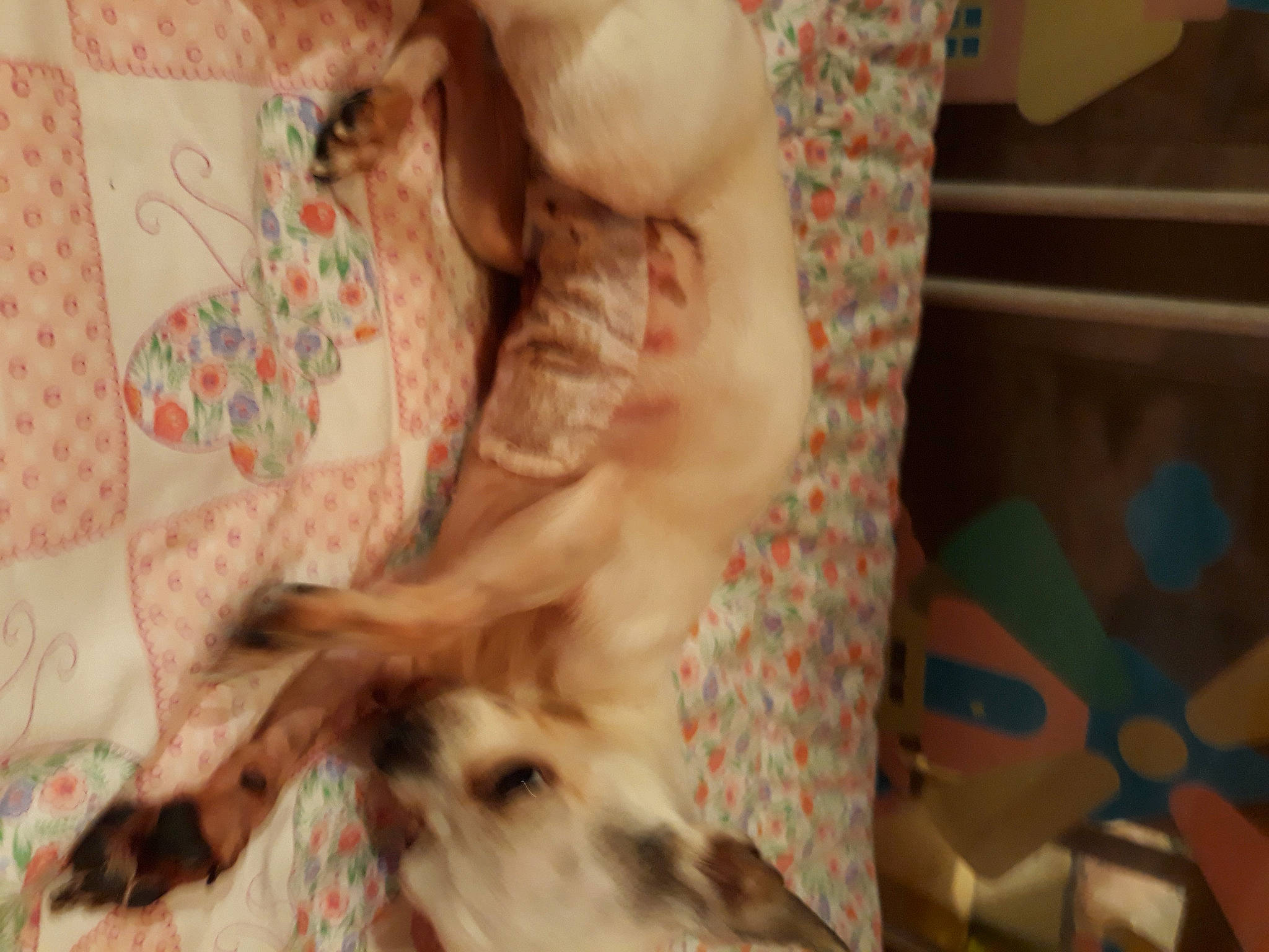 Diva participe au concours pour gagner de l'argent avec cette photo : canidae, carnivore, comfort, companion_dog, dog, dog_breed, fawn, foot, fur, human_leg, linens, nap, non_sporting_group, paw, room, sporting_group, tail, toy_dog, visual_arts, working_animal