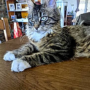 Bahia participe au concours pour gagner de l'argent avec cette photo : cat, tabby, long_hair, fluffy, feline, pet, animal, whiskers, blue_eyes, ears, white_paws, striped_fur, lying_down, relaxed, indoor, home, dining_room, wooden_table, portrait, close_up