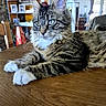 cat, tabby, long_hair, fluffy, feline, pet, animal, whiskers, blue_eyes, ears, white_paws, striped_fur, lying_down, relaxed, indoor, home, dining_room, wooden_table, portrait, close_up