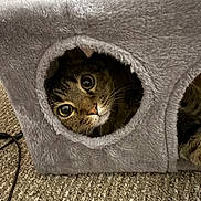 Lilly joined the competition — help win amazing prizes! cat, tabby_cat, cat_house, furry, peeking, wide_eyes, curious, cozy, gray, carpet, indoor, pet, animal, whiskers, cute, face, portrait, feline, fur, home