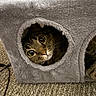 cat, tabby_cat, cat_house, furry, peeking, wide_eyes, curious, cozy, gray, carpet, indoor, pet, animal, whiskers, cute, face, portrait, feline, fur, home