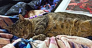 Lilly is registered to the contest to win money with this photo: animal, bed, blanket, cat, colorful, comfort, cozy, domestic, fabric, feline, framed_artwork, home, indoor, plush, quiet, relaxation, resting, sleeping, tabby_cat, television