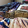 Lilly is registered to the contest to win money with this photo: cat, tabby_cat, sleeping, bed, blanket, plush, cozy, indoor, home, resting, framed_artwork, television, colorful, fabric, feline, relaxation, domestic, quiet, comfort, animal