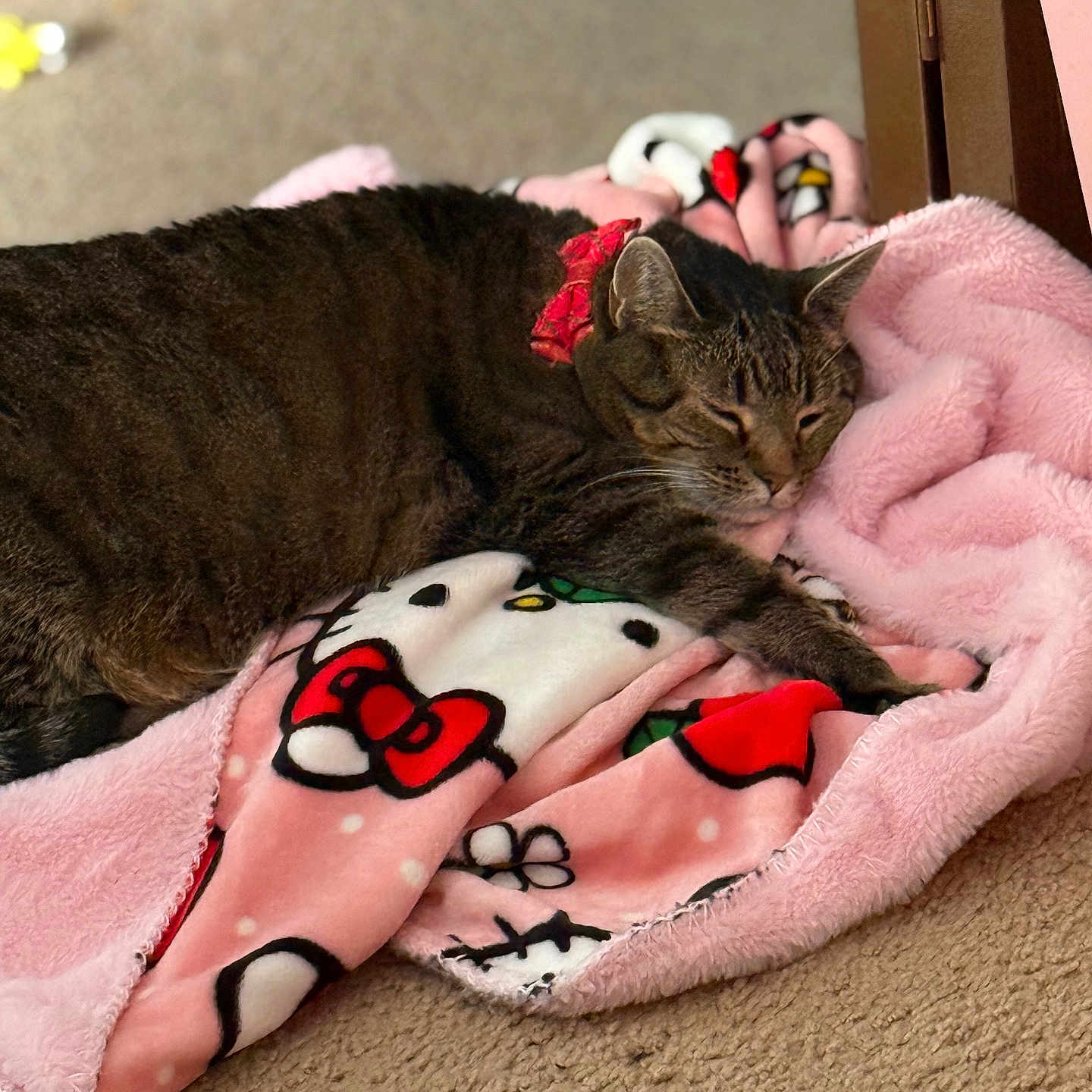 Lilly joined the competition — help win amazing prizes! cat, tabby, sleeping, blanket, pink, hello_kitty, indoor, cozy, pet, fur, relaxed, carpet, cute, animal, resting, soft, comfort, home, feline, collar