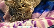 Lilly is registered to the contest to win money with this photo: cat, tabby, pet, animal, indoor, bed, blanket, colorful, soft, fur, whiskers, relaxed, curious, face, looking, cozy, home, window, person, curtains