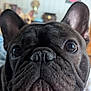 Stallone joined the competition — help win amazing prizes! animal, background_blur, black_fur, canine, close_up, companion, curious, cute, dog, domestic, ears, face, french_bulldog, fur, home, indoor, pet, portrait, snout, wrinkles