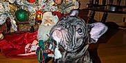 Stallone is registered to the contest to win money with this photo: animal, black, brown, christmas, christmas_tree, curious, cute, decorations, dog, festive, french_bulldog, holiday, holiday_decor, indoor, lights, ornaments, pet, santa_claus_figurine, tree_skirt, wooden_floor