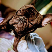 Stallone joined the competition — help win amazing prizes! animal, bed, blanket, canine, close_up, companion, cozy, cute, dog, domestic, ears, french_bulldog, fur, indoor, pet, portrait, relaxed, sleepy, snout, wrinkles