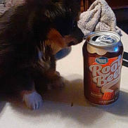 Ozzie is registered to the contest to win money with this photo: dog, root_beer, can, table, living_room, couch, blanket, furniture, pet, indoor, curious, brown_dog, small_dog, sniffing, household, drink, beverage, cozy, photograph, blurred