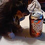 dog, root_beer, can, table, living_room, couch, blanket, furniture, pet, indoor, curious, brown_dog, small_dog, sniffing, household, drink, beverage, cozy, photograph, blurred