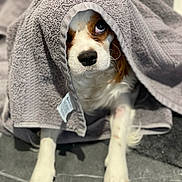 Bentley is registered to the contest to win money with this photo: animal, blanket, brown, cozy, curious, cute, dog, face, floor, fur, indoors, looking_up, paw, pet, portrait, relaxed, small_dog, towel, white, wrapped