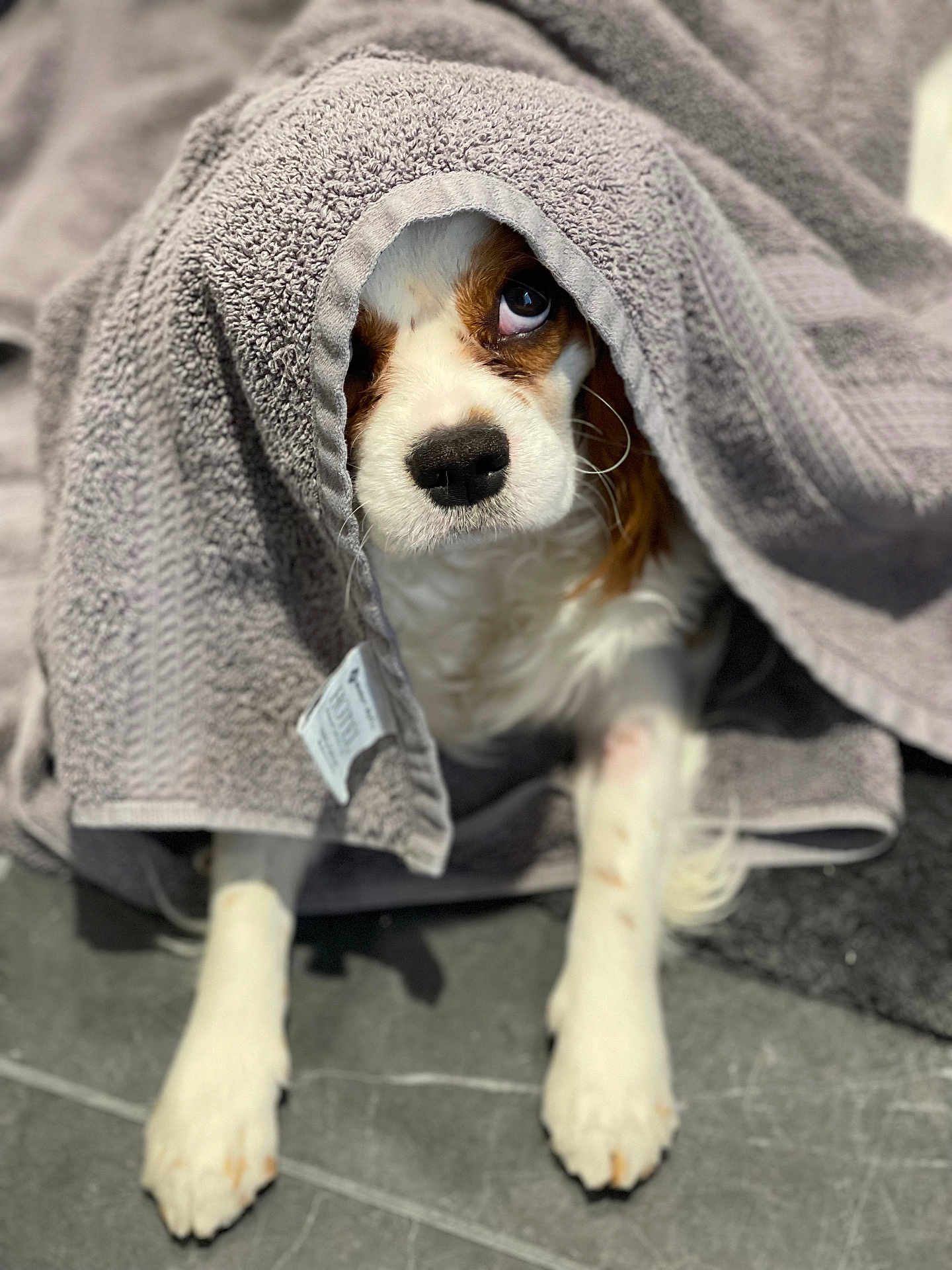 Bentley is registered to the contest to win money with this photo: animal, blanket, brown, cozy, curious, cute, dog, face, floor, fur, indoors, looking_up, paw, pet, portrait, relaxed, small_dog, towel, white, wrapped