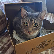 King is registered to the contest to win money with this photo: cat, tabby_cat, pet, animal, feline, green_eyes, whiskers, ears, portrait, close_up, cardboard_box, indoors, blanket, couch, cushion, packing_paper, cozy, sitting, looking_at_camera, home