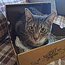cat, tabby_cat, pet, animal, feline, green_eyes, whiskers, ears, portrait, close_up, cardboard_box, indoors, blanket, couch, cushion, packing_paper, cozy, sitting, looking_at_camera, home