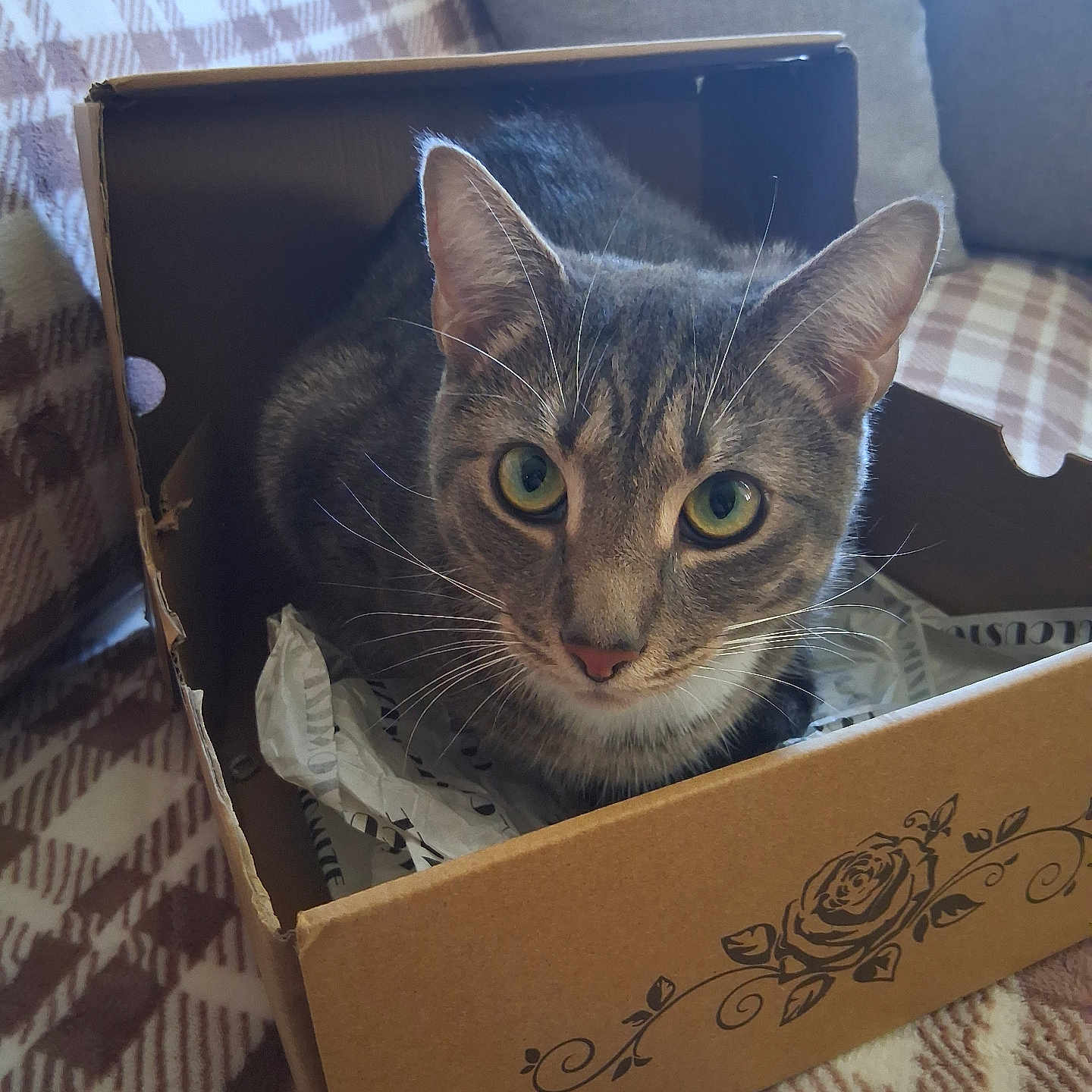 King is registered to the contest to win money with this photo: cat, tabby_cat, pet, animal, feline, green_eyes, whiskers, ears, portrait, close_up, cardboard_box, indoors, blanket, couch, cushion, packing_paper, cozy, sitting, looking_at_camera, home