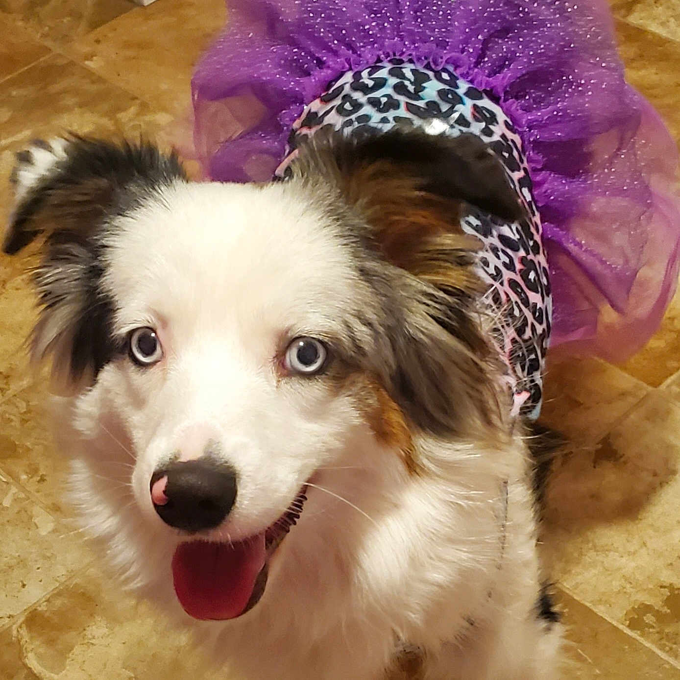 Sasha is registered to the contest to win money with this photo: animal, blue_eyes, canine, costume, cute, dog, ears, floor, fur, happy, indoor, leopard_print, muzzle, pet, playful, purple, standing, tail, tongue_out, tutu
