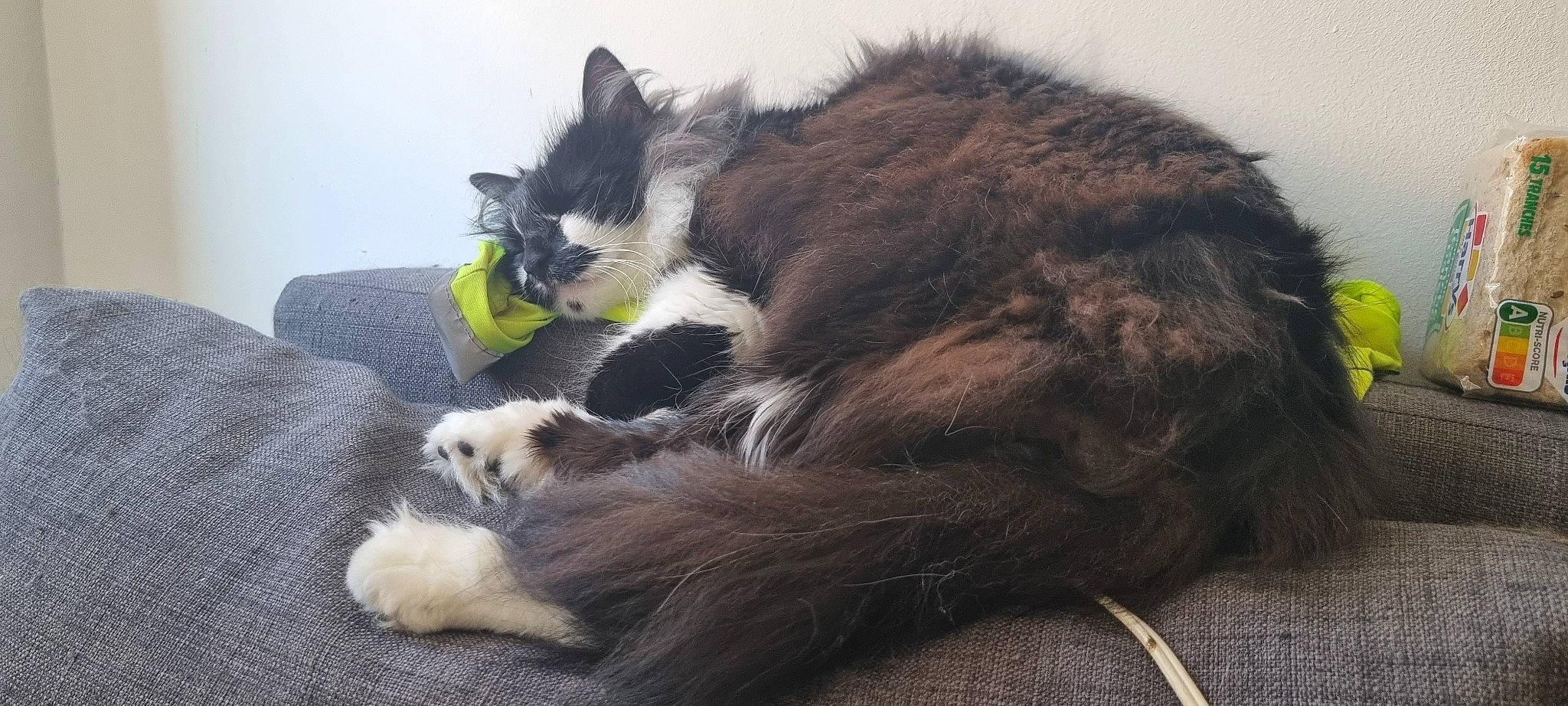 Ruby participe au concours pour gagner de l'argent avec cette photo : canidae, carnivore, cat, cat_supply, claw, comfort, companion_dog, dog_breed, domestic_short_haired_cat, felidae, foot, fur, nap, paw, small_to_medium_sized_cats, snout, sporting_group, tail, terrestrial_animal, whiskers