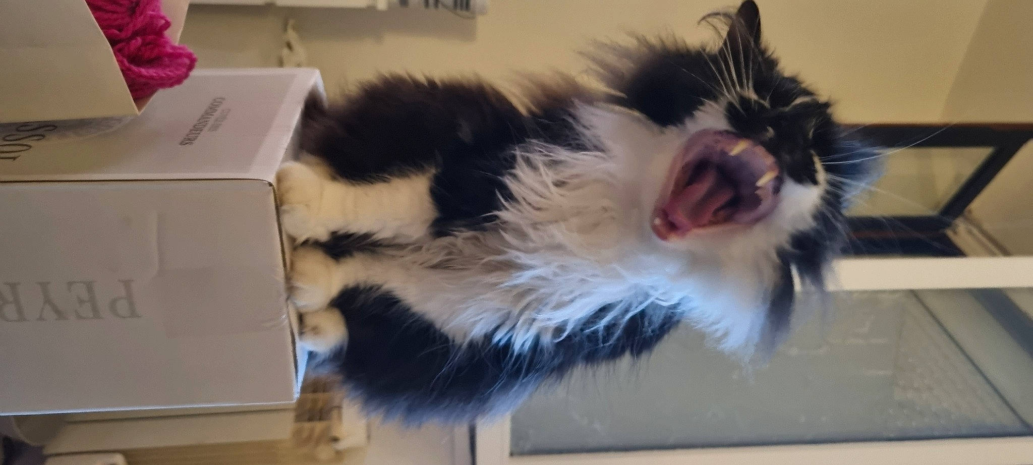 Ruby a rejoint le concours — aidez-le/la à gagner de superbes lots ! box, cardboard, carnivore, carton, cat, claw, felidae, flooring, fur, packaging_and_labeling, paper_product, paw, shipping_box, small_to_medium_sized_cats, snout, tail, whiskers