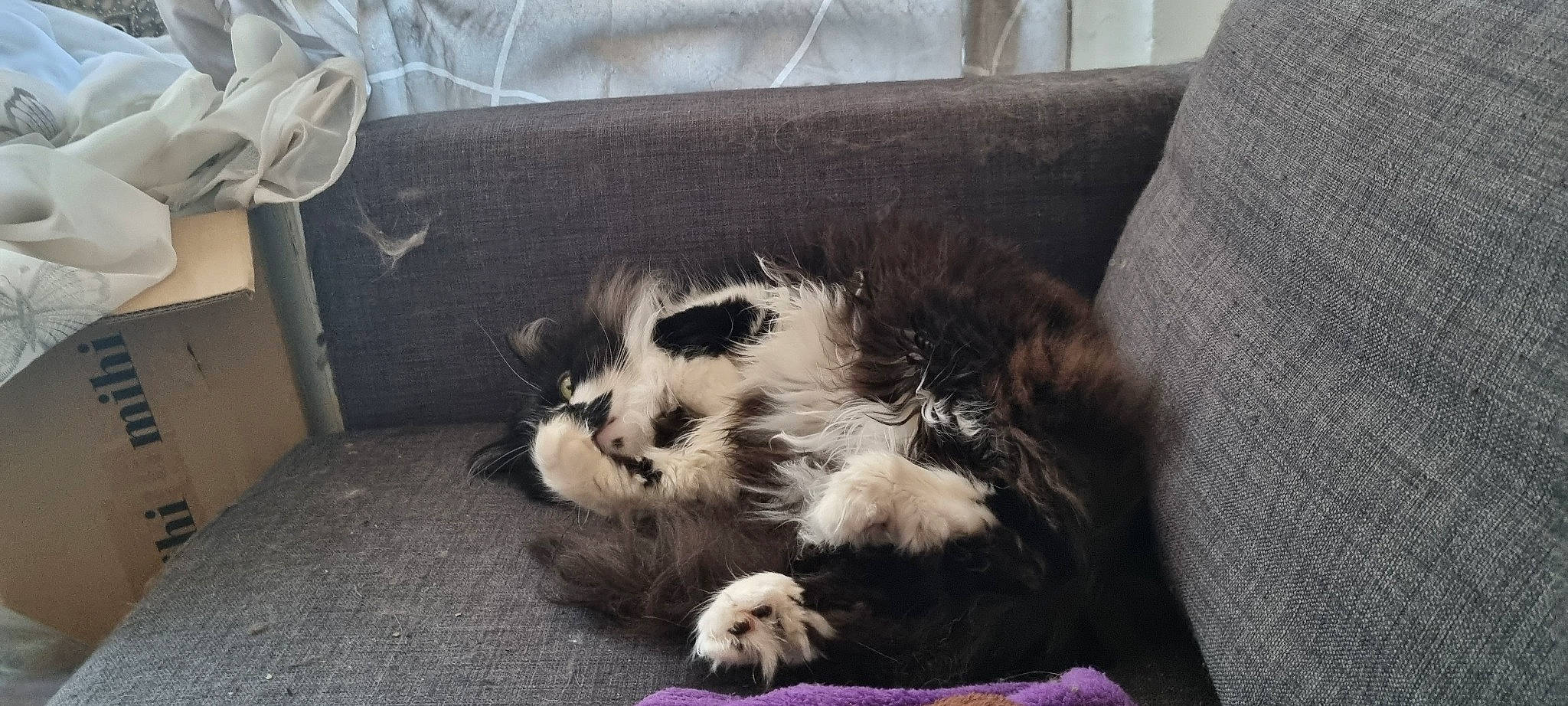 Ruby a rejoint le concours — aidez-le/la à gagner de superbes lots ! box, canidae, carnivore, cat, cat_bed, cat_supply, claw, comfort, couch, dog_breed, domestic_short_haired_cat, felidae, foot, fur, grey, paw, small_to_medium_sized_cats, tail, terrestrial_animal, whiskers