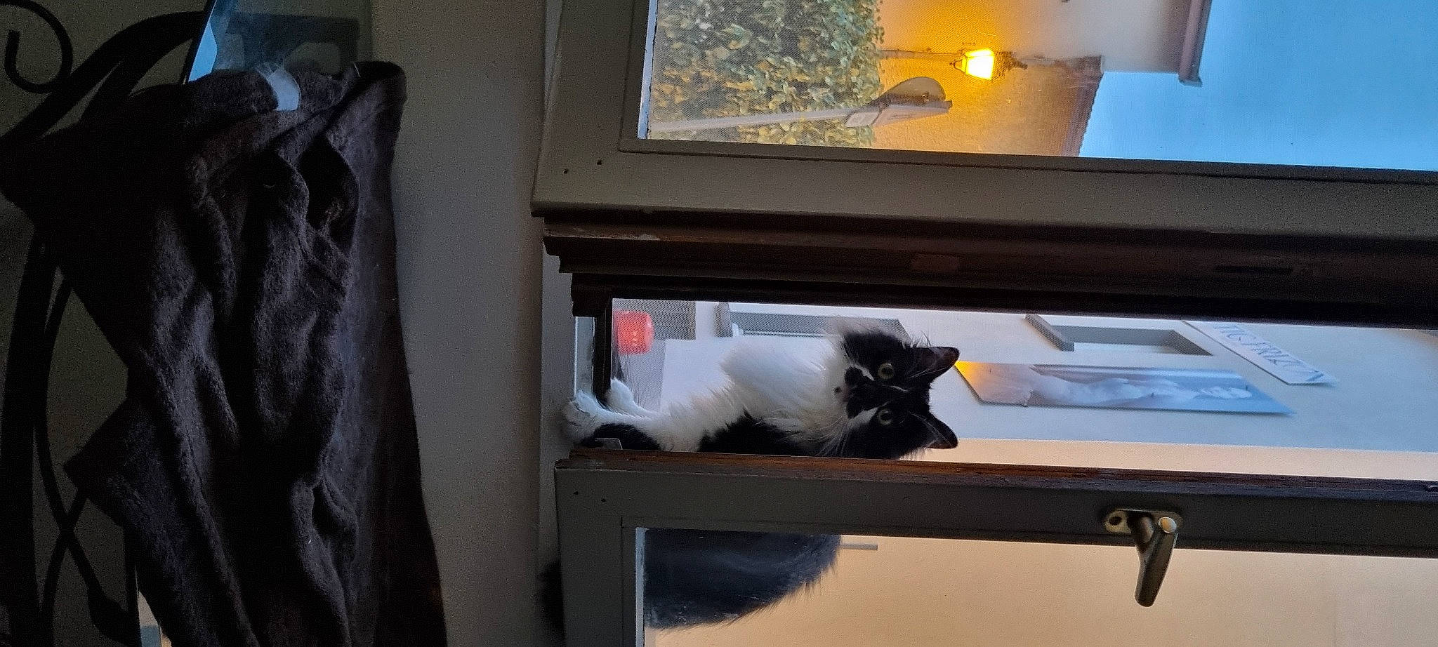 Ruby participe au concours pour gagner de l'argent avec cette photo : carnivore, cat, felidae, fur, glass, hardwood, picture_frame, plant, room, shelving, small_to_medium_sized_cats, tail, window, wood