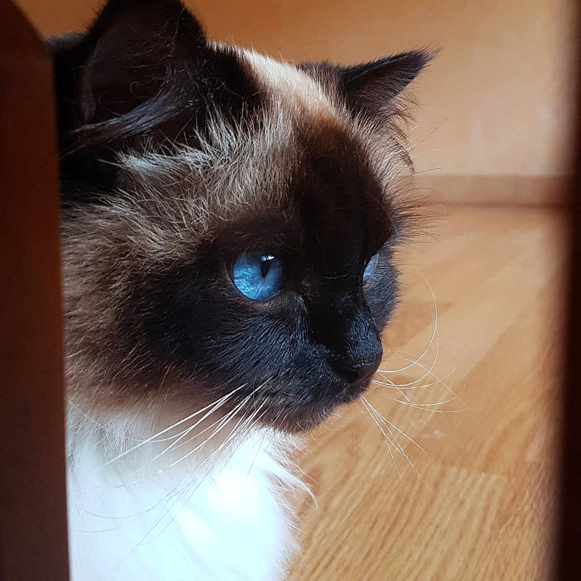 Miracle a rejoint le concours — aidez-le/la à gagner de superbes lots ! balinese, birman, burmese, carnivore, cat, eye, felidae, fur, himalayan, iris, mammal, ragdoll, siamese, small_to_medium_sized_cats, snout, snowshoe, thai, tonkinese, vertebrate, whiskers