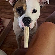 Alexander joined the competition — help win amazing prizes! animal, bone, brown, closeup, cute, dog, domestic_animal, ear, face, floor, fur, house, indoor, looking, nose, person_leg, pet, snout, white, wood_floor