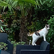 Prunelle a rejoint le concours — aidez-le/la à gagner de superbes lots ! animal, backrest, calico_cat, calm, cat, curious, daylight, furniture, garden, greenery, leafy, nature, outdoor, palm_tree, pet, plant, shrub, standing, wicker_chair, wooden_floor