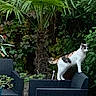 animal, backrest, calico_cat, calm, cat, curious, daylight, furniture, garden, greenery, leafy, nature, outdoor, palm_tree, pet, plant, shrub, standing, wicker_chair, wooden_floor